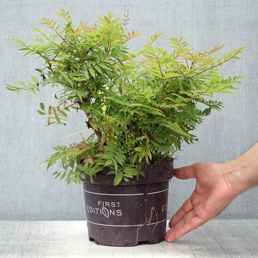 Exemplar von Sibirische Fiederspiere Matcha Ball - Sorbaria sorbifolia Topf mit 2L/3L wie im Sommer geliefert
