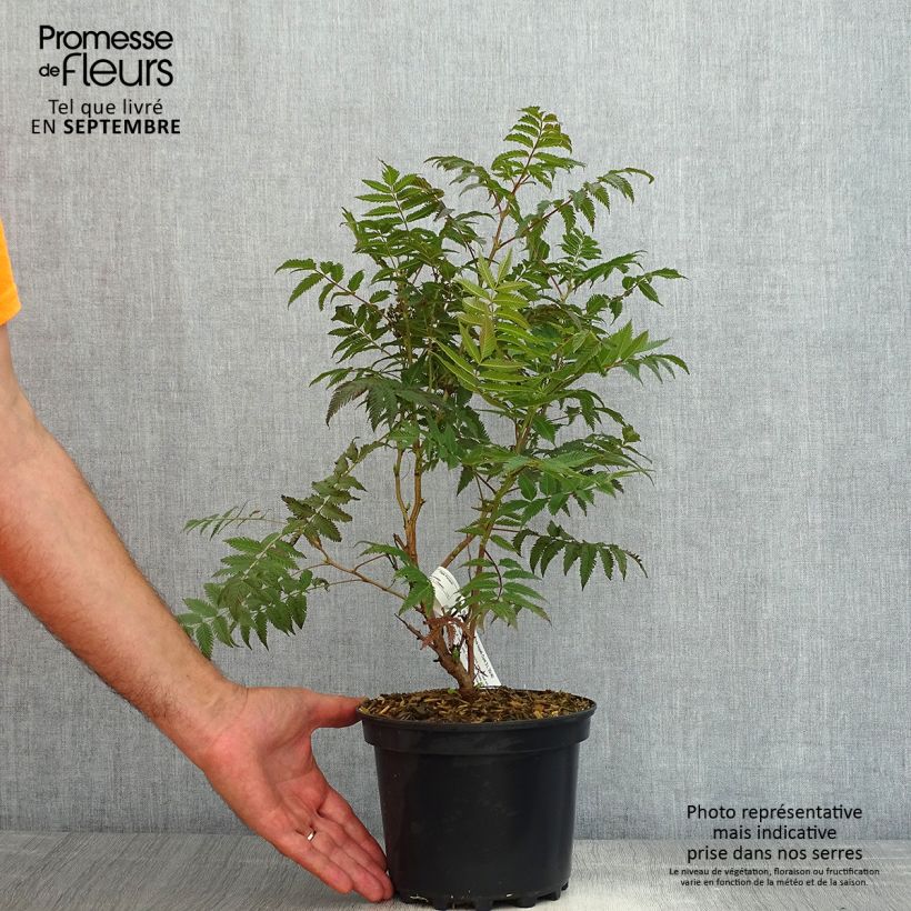 Exemplar von Sibirische Fiederspiere Pink Hopi - Sorbaria sorbifolia Topf mit 2L/3L wie im Sommer geliefert
