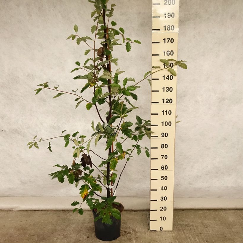 Exemplar von Mehlbeere Brouwers - Sorbus intermedia Topf mit 12L/15L wie im Sommer geliefert