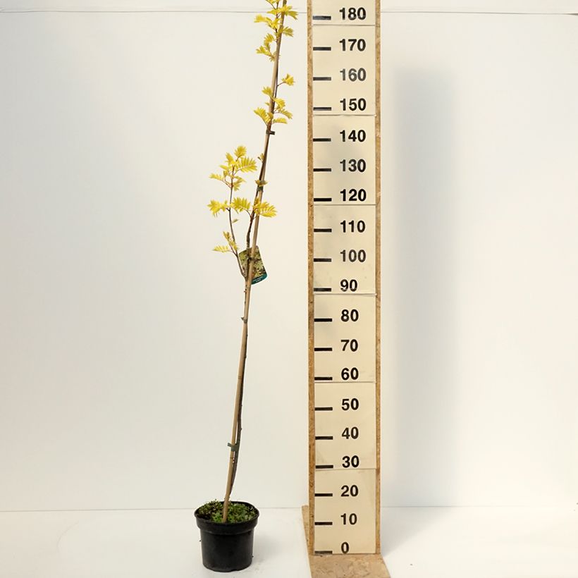 Exemplar von Vogelbeere Dirkenii - Sorbus aucuparia Topf mit 4L/5LGelieferte Höhe ca. 60/80cm wie im Frühjahr geliefert