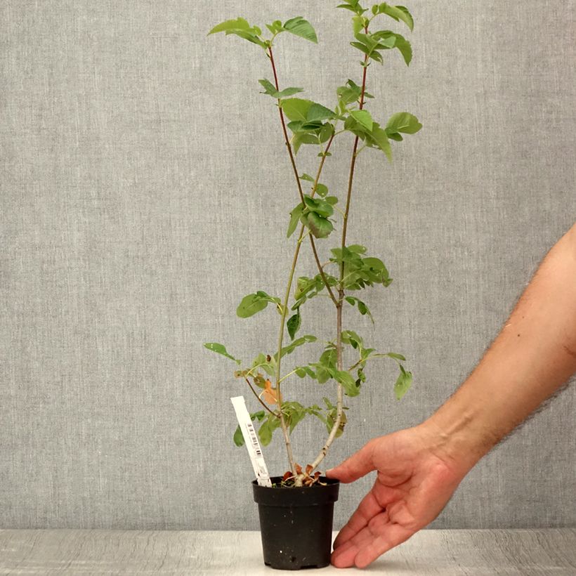 Exemplar von Sorbaronia fallax Burka - Hybrid-Mehlbeeren Kleine Töpfe von 8/9 cm wie im Sommer geliefert