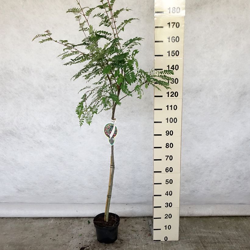 Exemplar von Mehlbeere Pink Veil - Sorbus arnoldiana Topf mit 4L/5L wie im Sommer geliefert