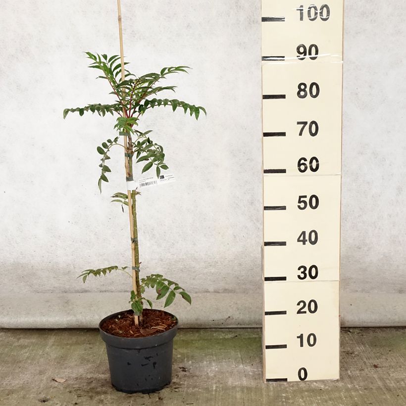 Exemplar von Vogelbeere Autumn Spire - Sorbus aucuparia Topf mit 4L/5L wie im Sommer geliefert