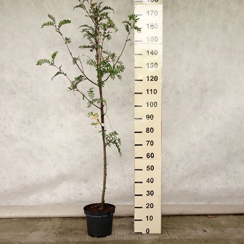 Exemplar von Leitern-Eberesche - Sorbus scalaris Topf mit 7,5L/10L wie im Sommer geliefert