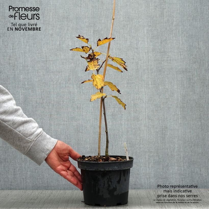 Exemplar von Elsbeere - Sorbus torminalis Topf mit 3L/4L wie im Herbst geliefert