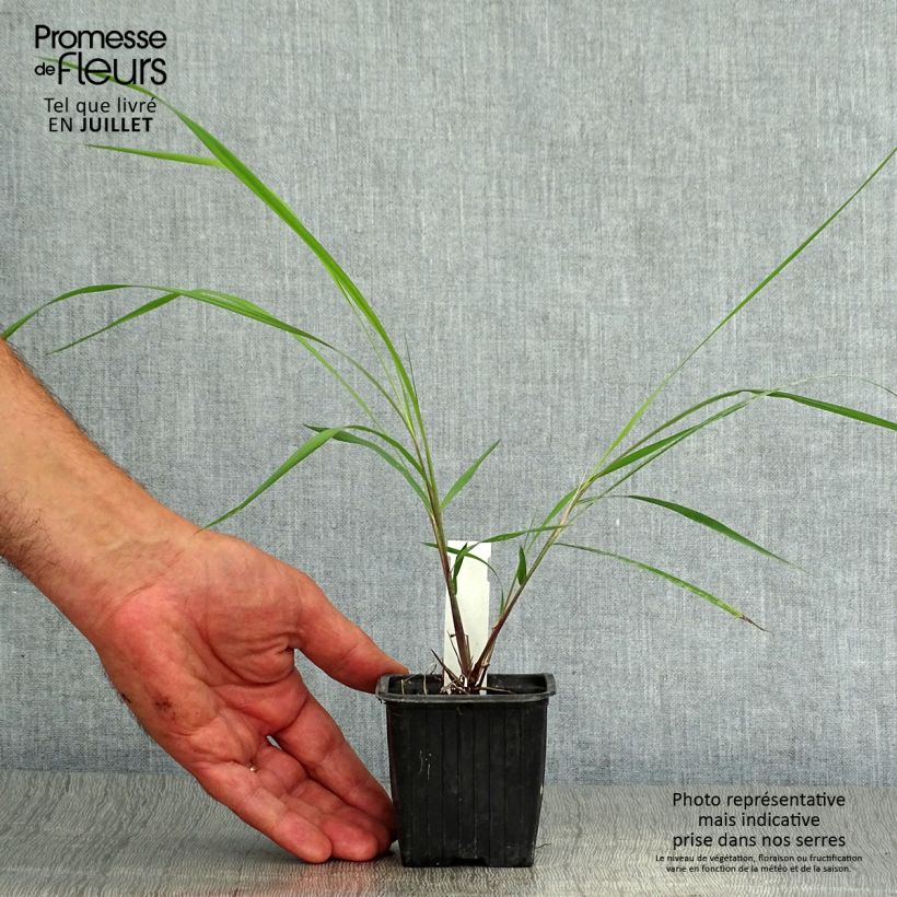 Exemplar von Sorghastrum nutans - Indianergras Kleine Töpfe von 8/9 cm wie im Sommer geliefert