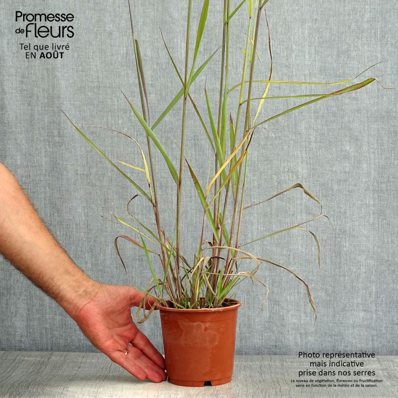 Exemplar von Sorghastrum nutans Sioux Blue - Indianergras Topf mit 1L/1,5L wie im Sommer geliefert