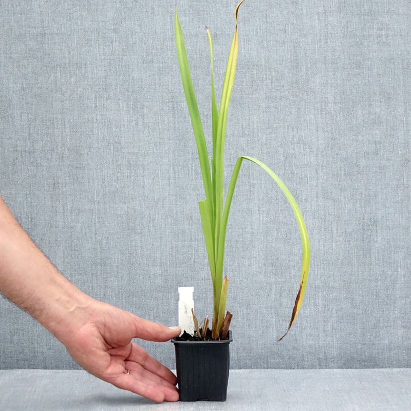 Exemplar von Sparganium erectum - Ästige Igelkolben Kleine Töpfe von 8/9 cm wie im Sommer geliefert