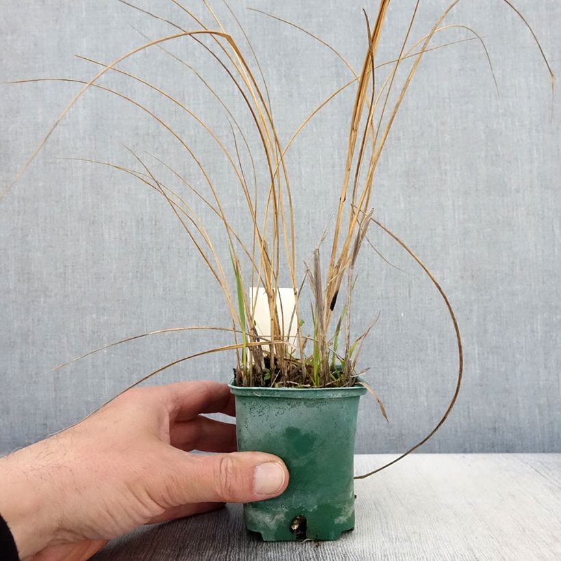 Exemplar von Spartina pectinata Aureomarginata - Goldrand-Schilf Kleine Töpfe von 8/9 cm wie im Frühjahr geliefert