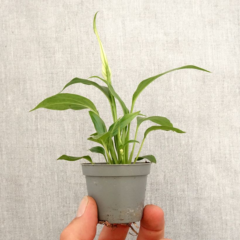 Exemplar von Einblatt - Spathiphyllum Tanni Mini-plante wie im Frühjahr geliefert
