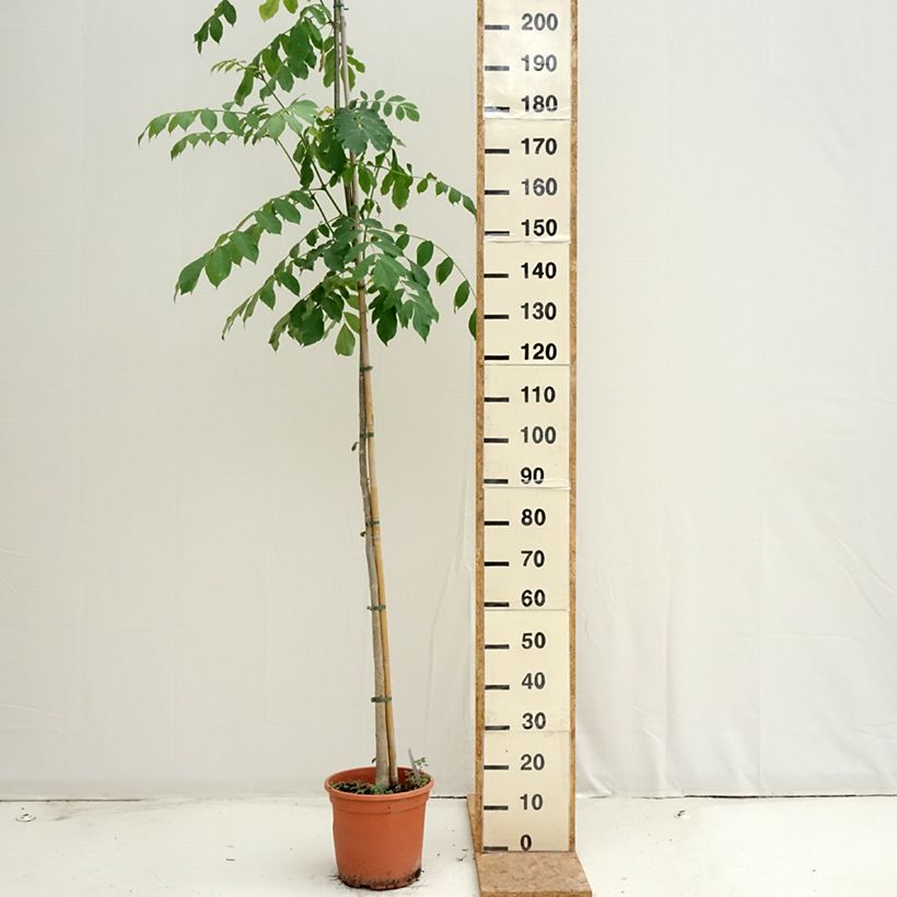 Exemplar von Spathodea campanulata - Afrikanischer Tulpenbaum Topf mit 7,5L/10L wie im Sommer geliefert