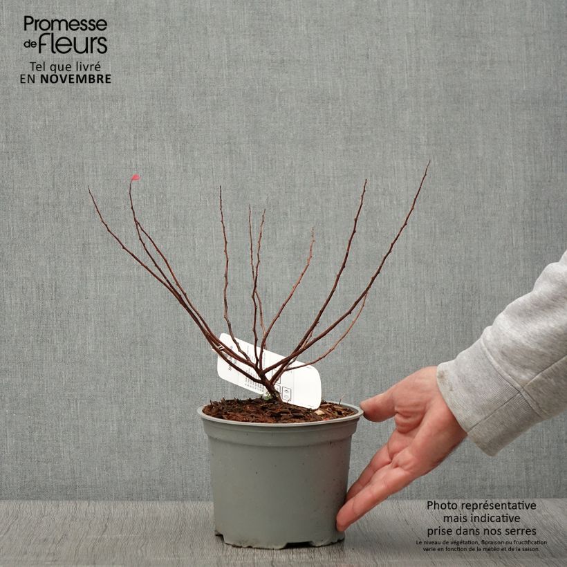 Exemplar von Birkenblättrige Spiere Island - Spiraea betulifolia Topf mit 2L/3L wie im Herbst geliefert
