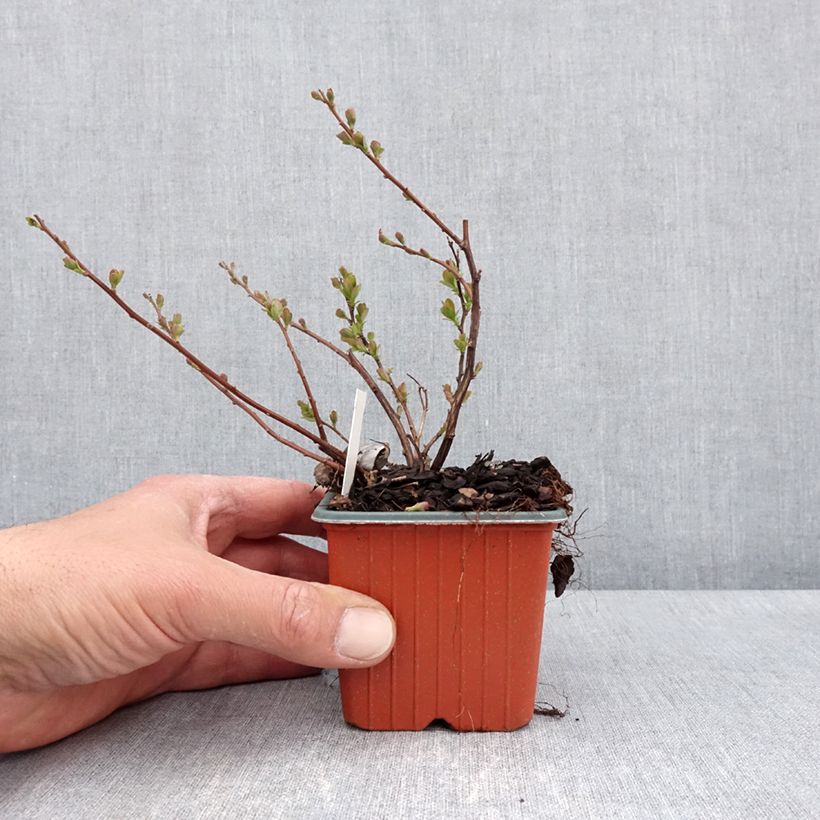 Exemplar von Birkenblättrige Spiere Island - Spiraea betulifolia Kleine Töpfe von 8/9 cm wie im Frühjahr geliefert