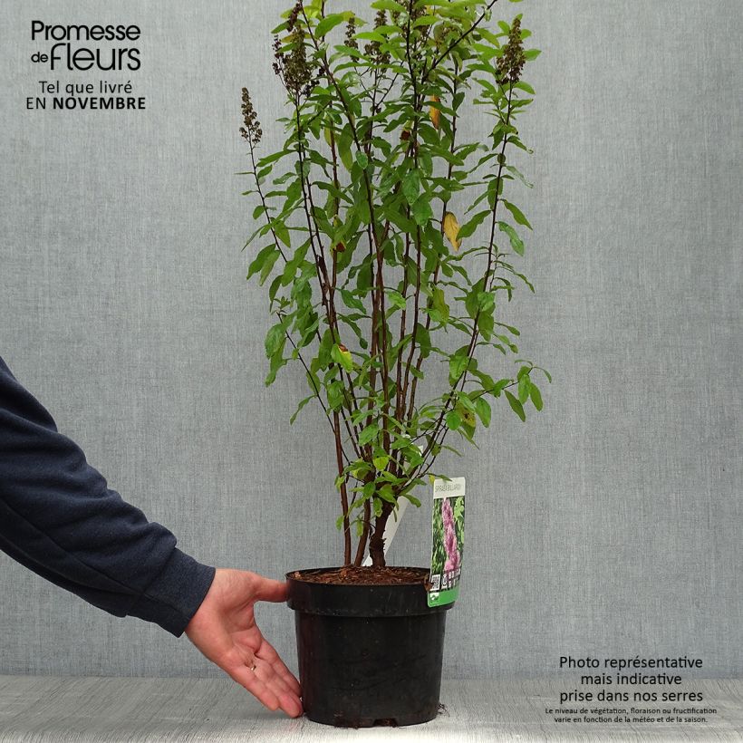 Exemplar von Billiards Spierstrauch - Spiraea billiardii Topf mit 3L/4L wie im Herbst geliefert
