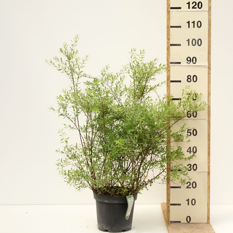 Exemplar von Weiße Rispenspiere Grefsheim - Spiraea cinerea Topf mit 7,5L/10L wie im Frühjahr geliefert