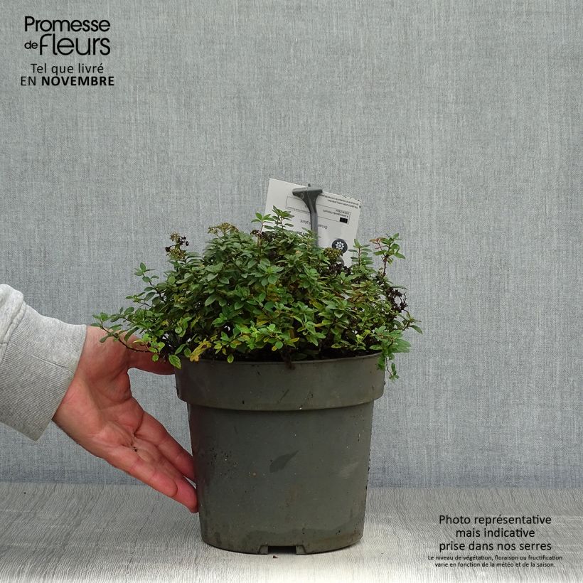 Exemplar von Sommerspiere Odessa - Spiraea japonica Topf mit 2L/3L wie im Herbst geliefert