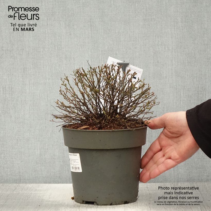 Exemplar von Sommerspiere Odessa - Spiraea japonica Topf mit 2L/3LGelieferte Höhe ca. 10/20cm wie im Frühjahr geliefert