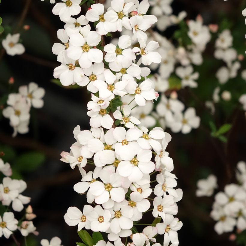Frühlingsspiere Fujino Pink - Spiraea thunbergii (Blüte)