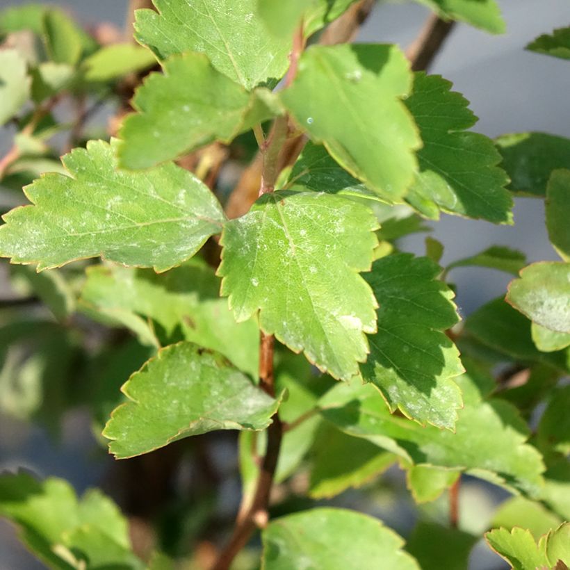 Spierstrauch - Spiraea vanhouttei (Laub)