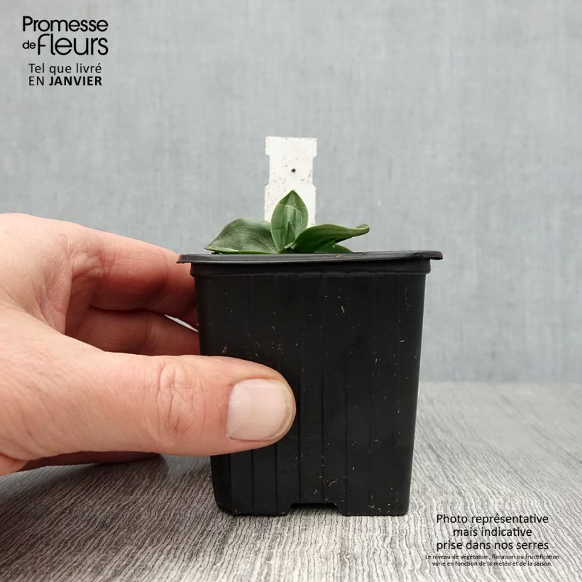 Exemplar von Spiranthes cernua var odorata Chadd's Ford - Drehwurz Kleine Töpfe von 8/9 cm wie im Winter geliefert