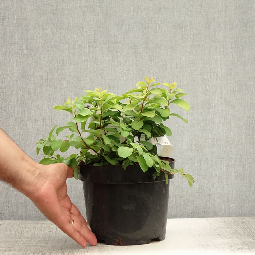 Exemplar von Birkenblättrige Spiere Tor Gold - Spiraea betulifolia Topf mit 3L/4L wie im Sommer geliefert