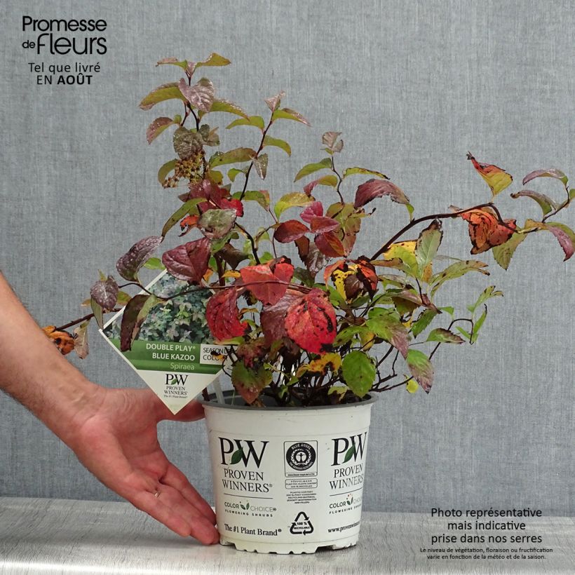 Exemplar von Sommerspiere Double Play Kazoo - Spiraea japonica Topf mit 2L/3L wie im Sommer geliefert
