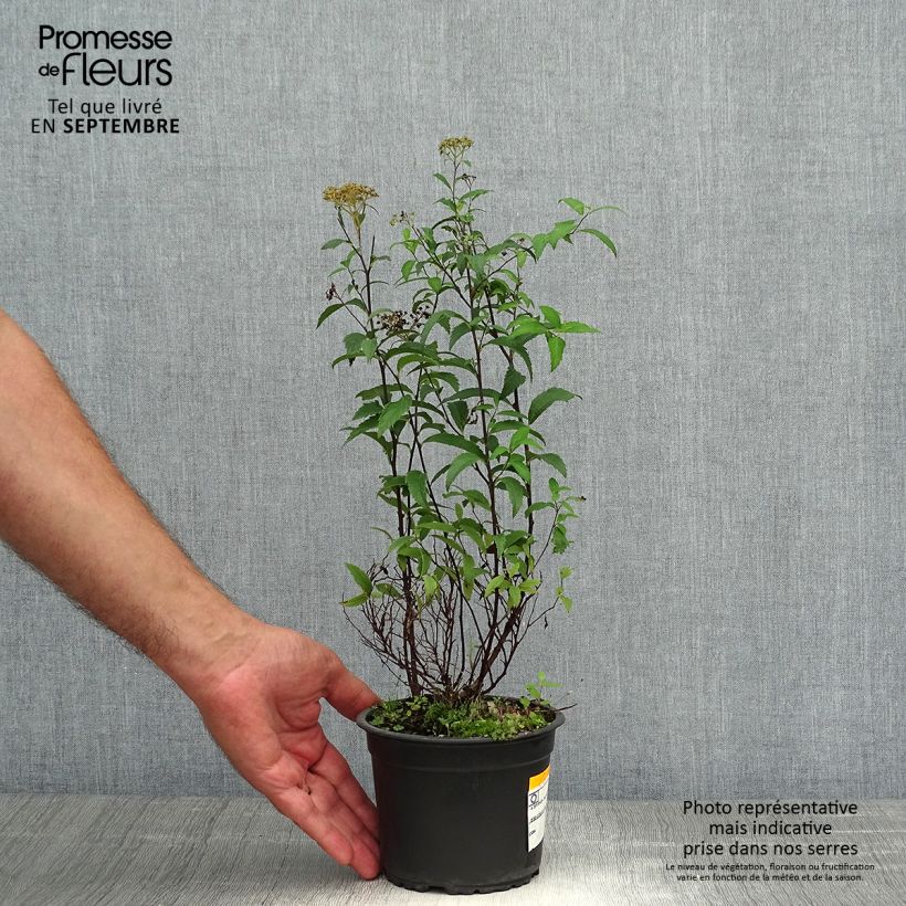 Exemplar von Rote Sommerspiere Anthony Waterer - Spiraea japonica Topf mit 1L/1,5L wie im Herbst geliefert