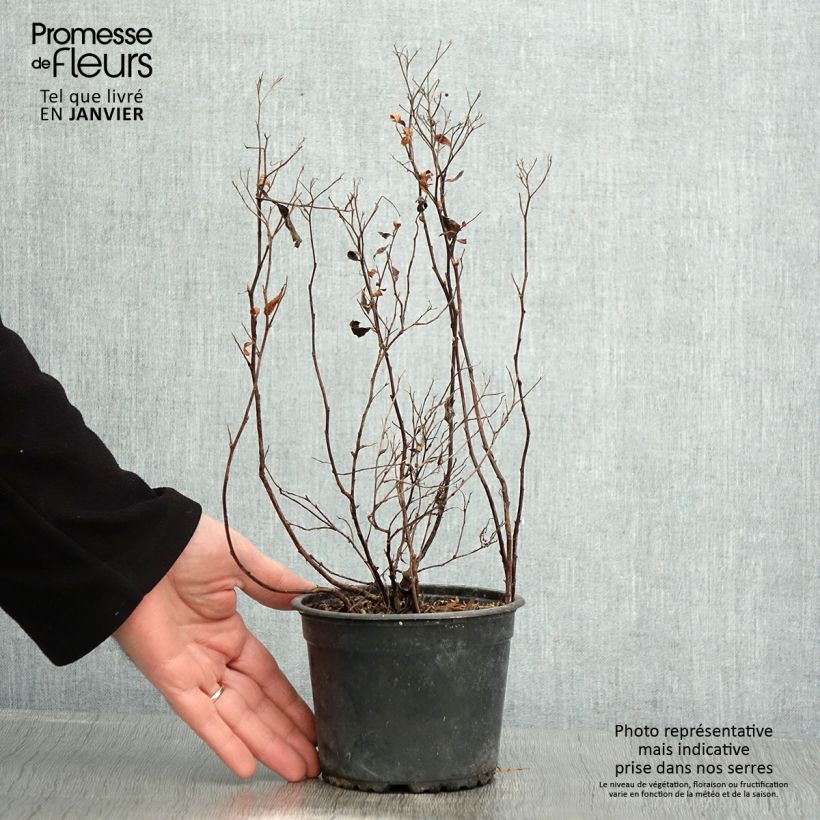Exemplar von Rote Sommerspiere Anthony Waterer - Spiraea japonica Topf mit 1L/1,5LGelieferte Höhe ca. 20/25cm wie im Winter geliefert