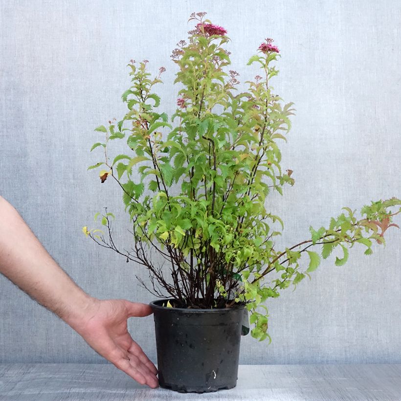 Exemplar von Sommerspiere Crispa - Spiraea japonica Topf mit 2L/3L wie im Sommer geliefert