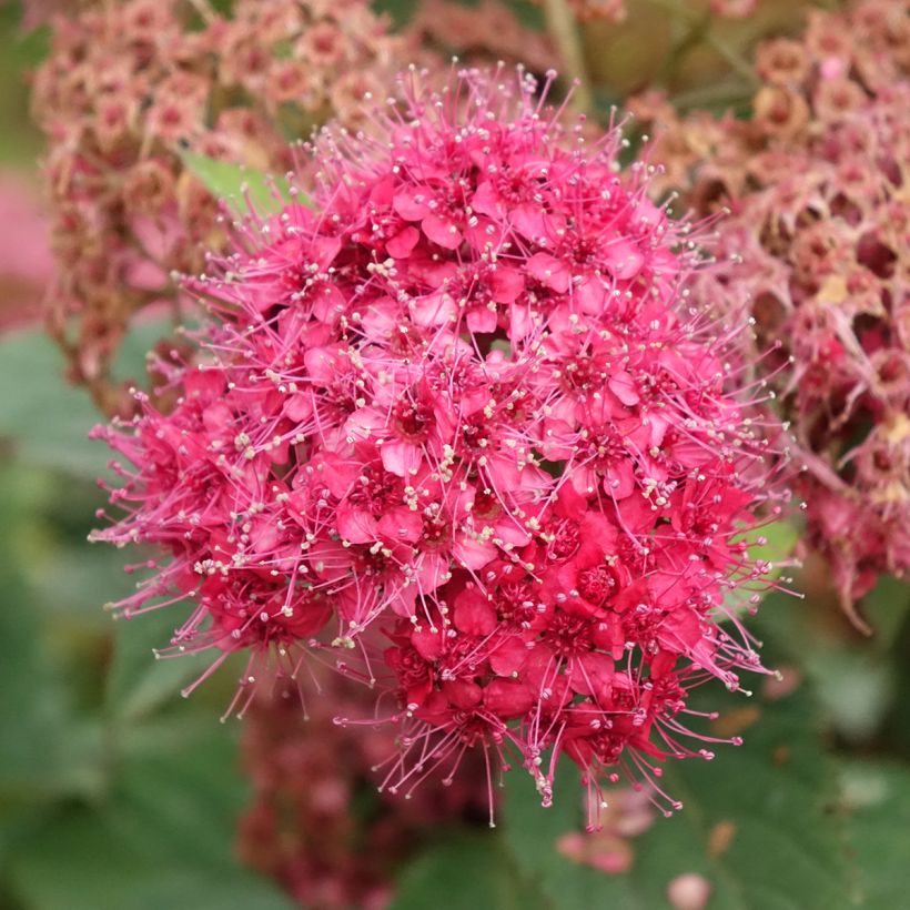 Spirée japonaise Double Play - Spiraea japonica (Blüte)