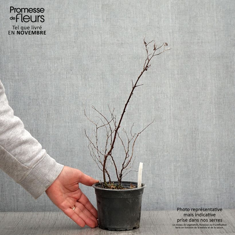 Exemplar von Sommerspiere Goldflame - Spiraea japonica Topf mit 1L/1,5L wie im Herbst geliefert