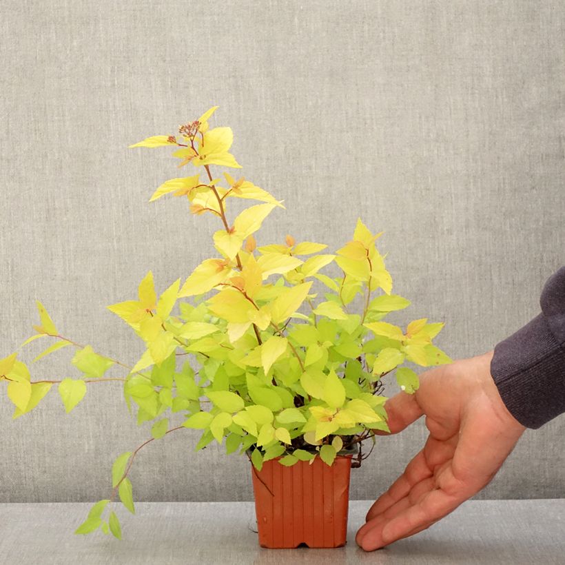 Exemplar von Sommerspiere Goldmound - Spiraea japonica Kleine Töpfe von 8/9 cm wie im Frühjahr geliefert