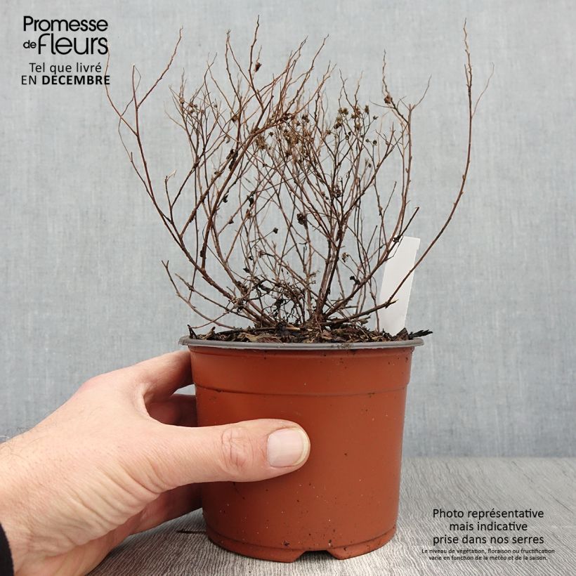 Exemplar von Sommerspiere Little Princess - Spiraea japonica Kleine Töpfe von 8/9 cm wie im Herbst geliefert