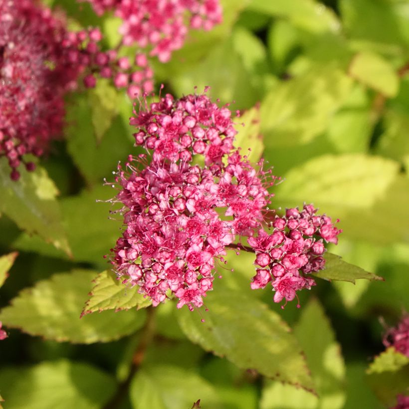 Sommerspiere Magic Carpet - Spiraea japonica (Blüte)