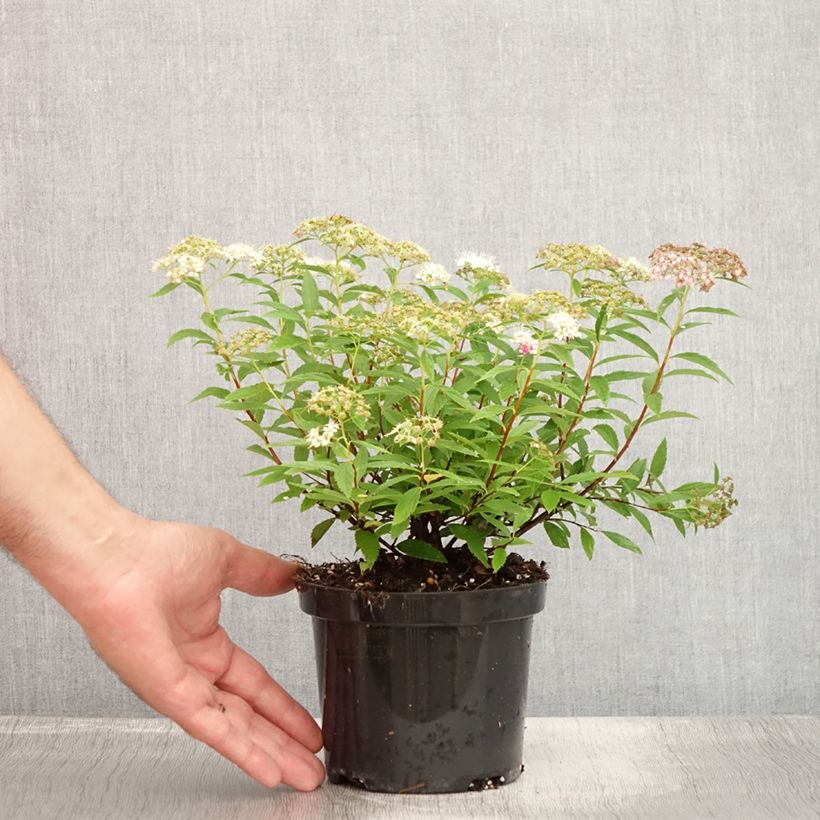 Exemplar von Sommerspiere Shirobana Genpei - Spiraea japonica Topf mit 1L/1,5L wie im Sommer geliefert