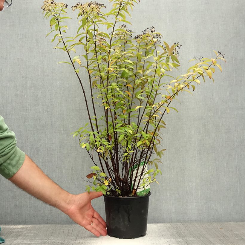 Exemplar von Sommerspiere Shirobana Genpei - Spiraea japonica Topf mit 2L/3L wie im Sommer geliefert