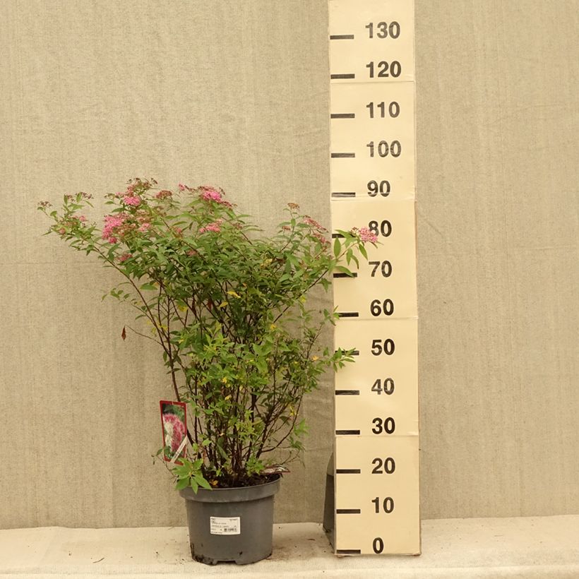 Exemplar von Sommerspiere Shirobana Genpei - Spiraea japonica Topf mit 7,5L/10L wie im Sommer geliefert