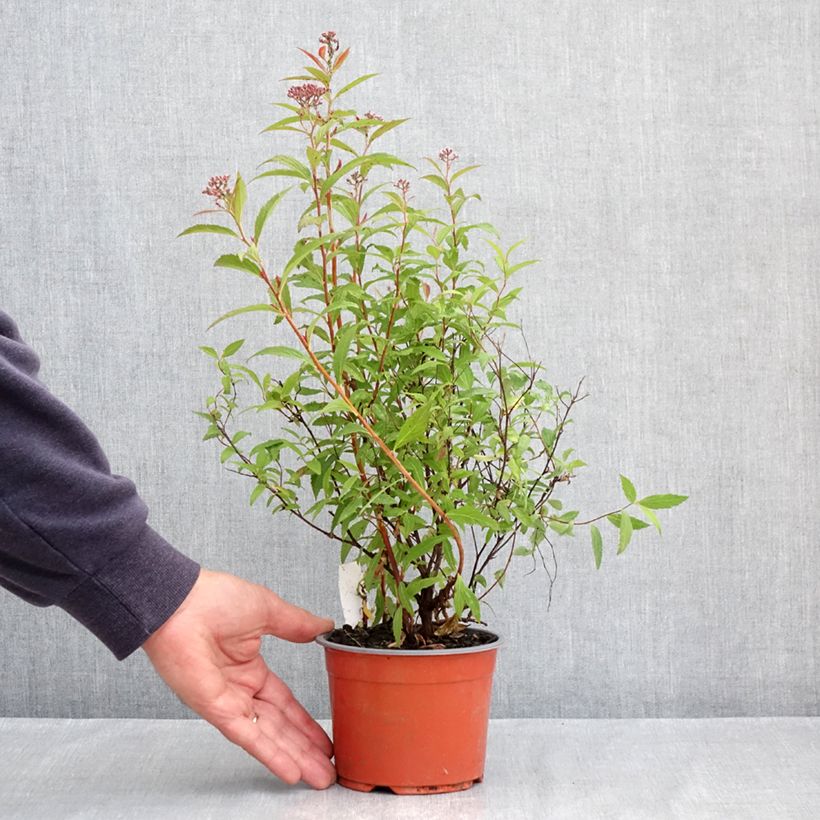 Exemplar von Sommerspiere Darts Red - Spiraea japonica Topf mit 1L/1,5L wie im Frühjahr geliefert