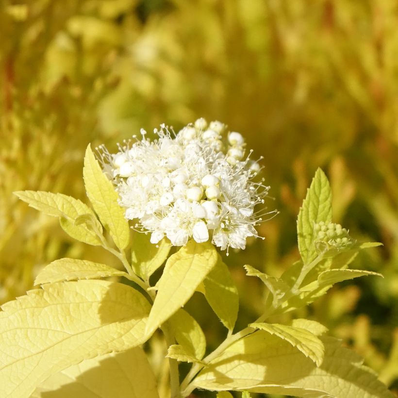 Sommerspiere White Gold - Spiraea japonica (Blüte)