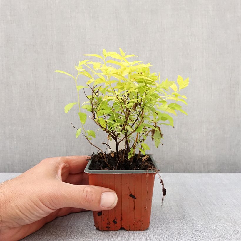 Exemplar von Sommerspiere White Gold - Spiraea japonica Kleine Töpfe von 8/9 cm wie im Frühjahr geliefert