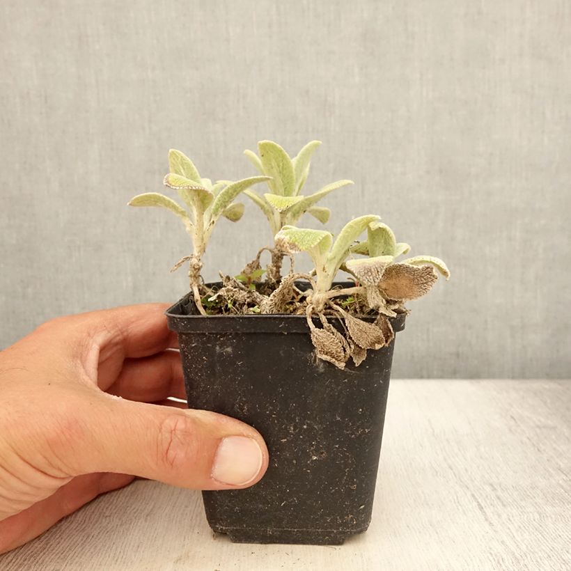 Exemplar von Woll-Ziest Silver Carpet - Stachys byzantina Kleine Töpfe von 8/9 cm wie im Sommer geliefert