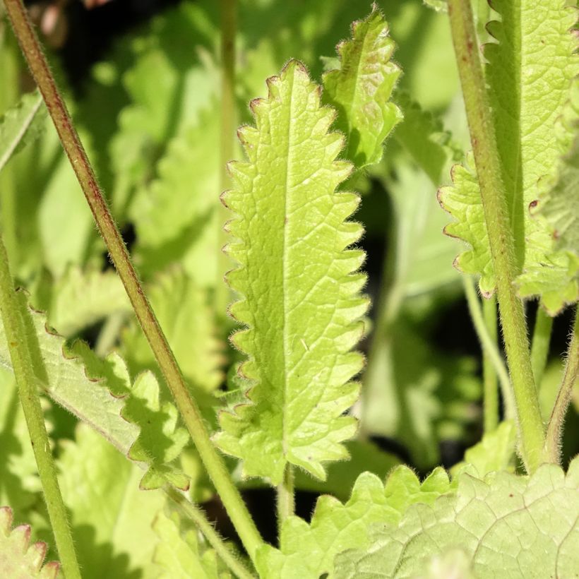 Heil-Ziest Rosea - Stachys monieri (Laub)