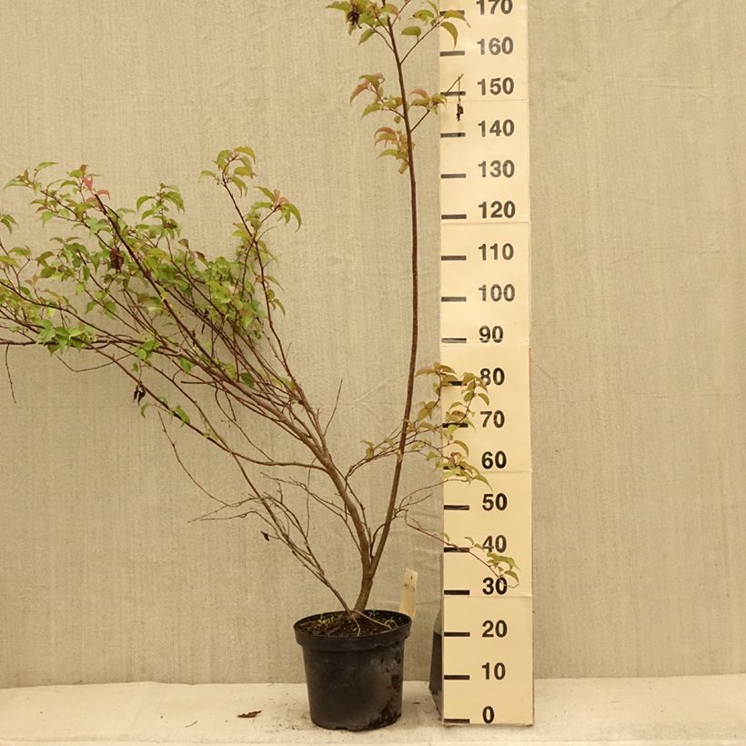 Exemplar von Stachyurus chinensis Celina - Perlschweif Topf mit 7,5L/10L wie im Sommer geliefert