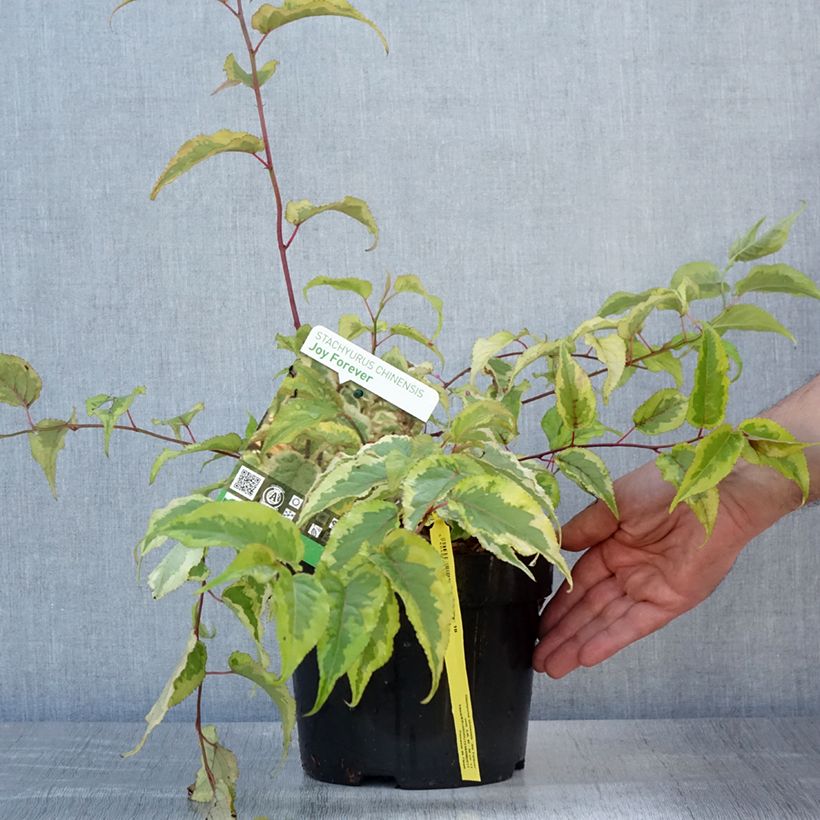 Exemplar von Stachyurus chinensis Joy Forever - Perlschweif Topf mit 2L/3L wie im Sommer geliefert