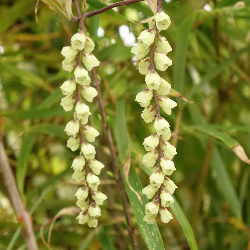 Stachyurus chinensis Joy Forever - Perlschweif (Blüte)