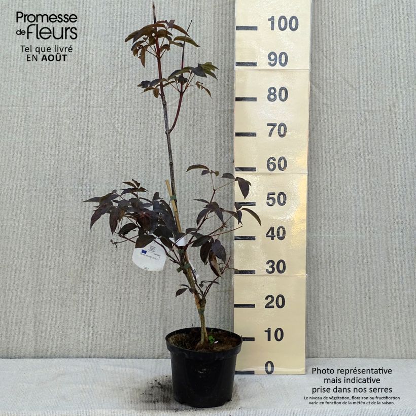 Exemplar von Staphylea colchica Black Beauty - Pimpernuss Topf mit 4L/5LGelieferte Höhe ca. 80/90cmcm wie im Sommer geliefert