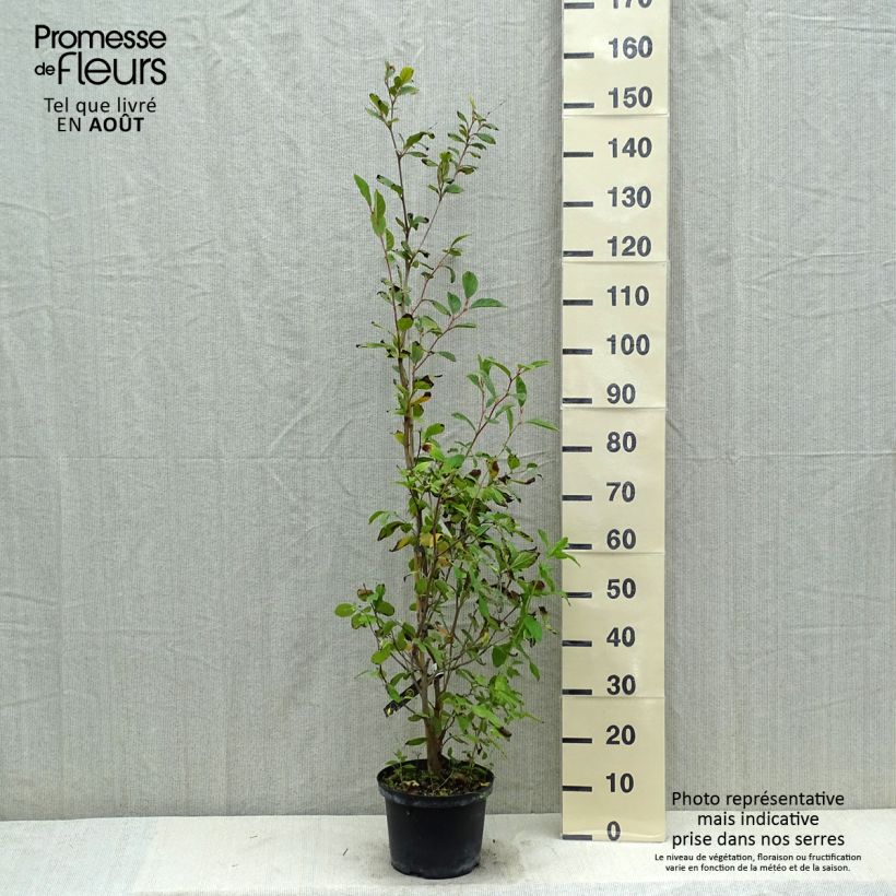 Exemplar von Stewartia pseudocamellia - Kamelienartige Stewartie Topf mit 3L/4L wie im Sommer geliefert