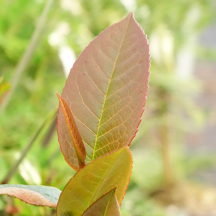 Stewartia pteropetiolata - Scheinkamelie (Laub)