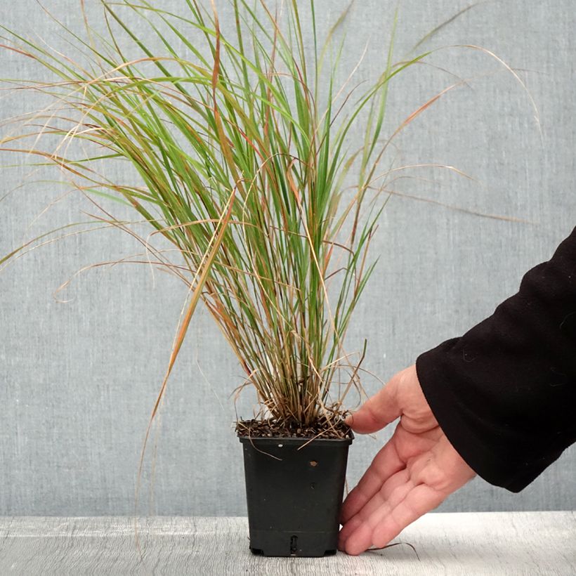 Exemplar von Stipa arundinacea Sirocco - Federgras Kleine Töpfe von 8/9 cm wie im Herbst geliefert