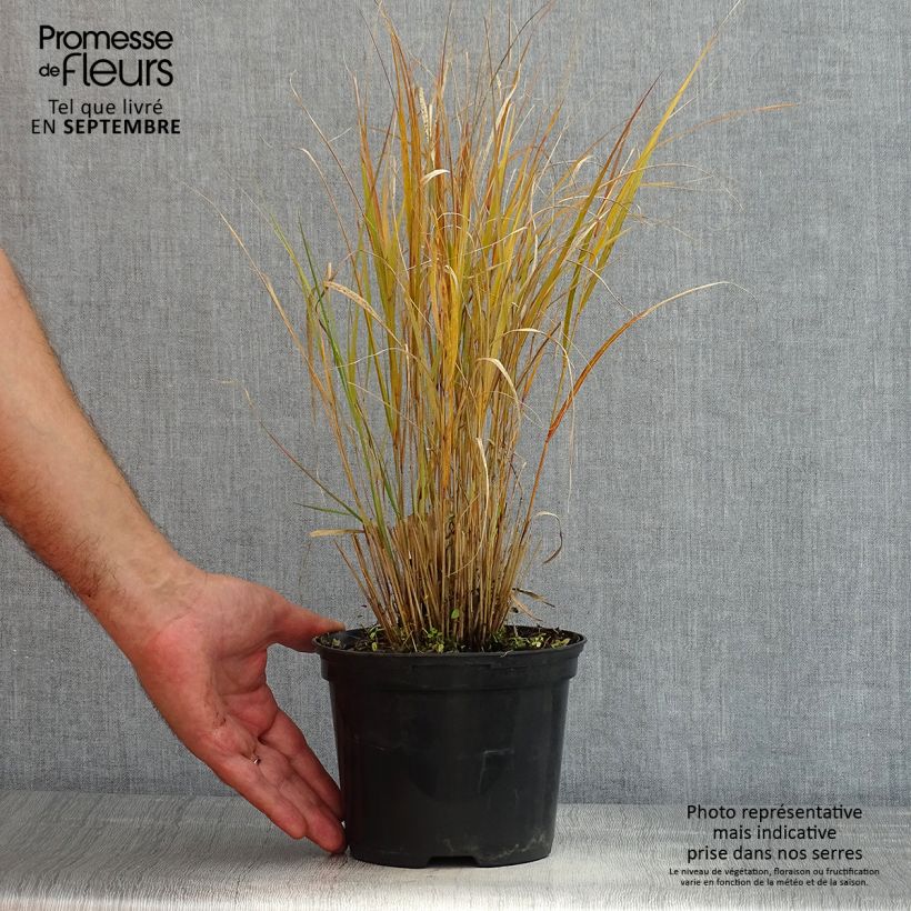 Exemplar von Stipa arundinacea Sirocco - Federgras Topf mit 2L/3L wie im Sommer geliefert